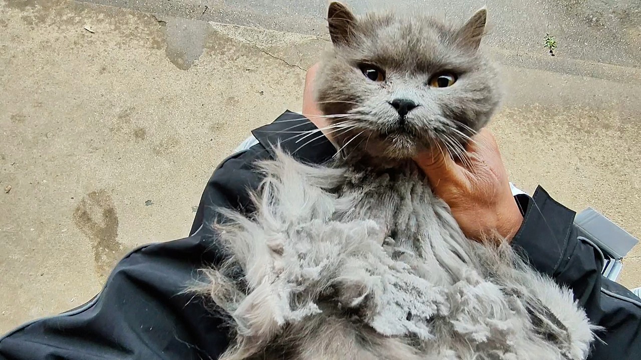 雨天休息给长毛猫剃毛，先从高老八开始，炖一锅肉汤猫狗一起吃
