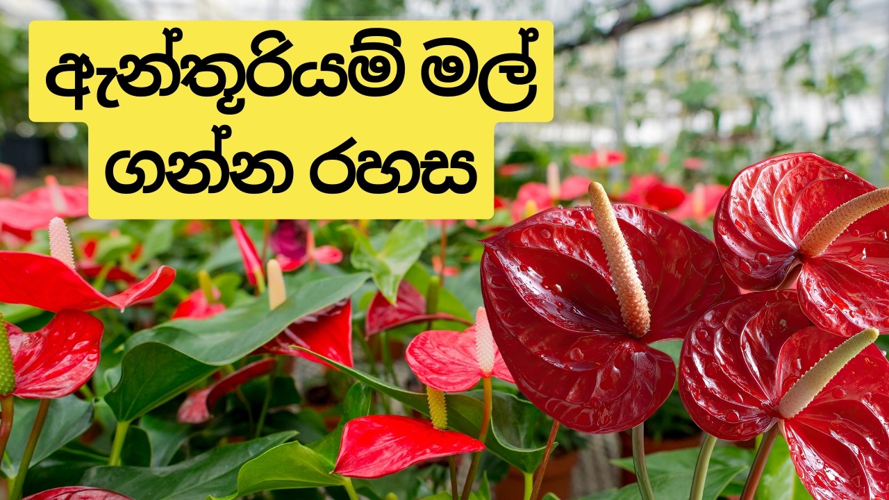 ඇන්තූරියම් මල් නැද්ද? | කොල ගානට මල් ගන්න රහස | Anthurium Flowering Tips | Ceylon Agri | Episode 469