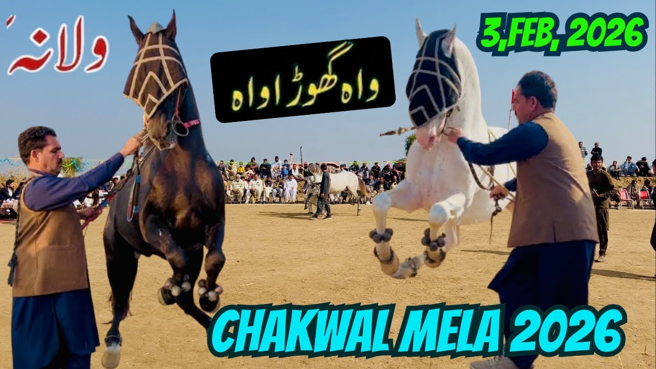 Ghora dance mela wallana 2026 | Horse dance at Chakwal | Ghora dance in Pakistan |🐴#horsedance 