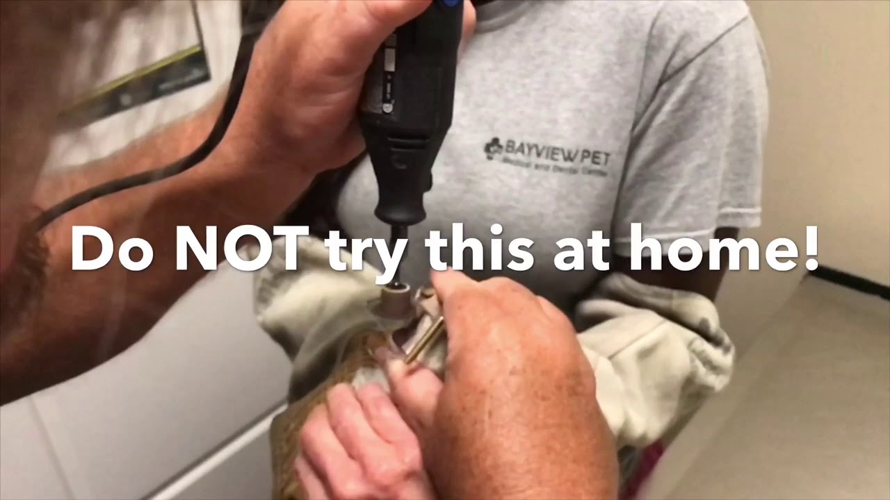 GREY SQUIRREL IN FOR ITS MONTHLY TEETH TRIMMING