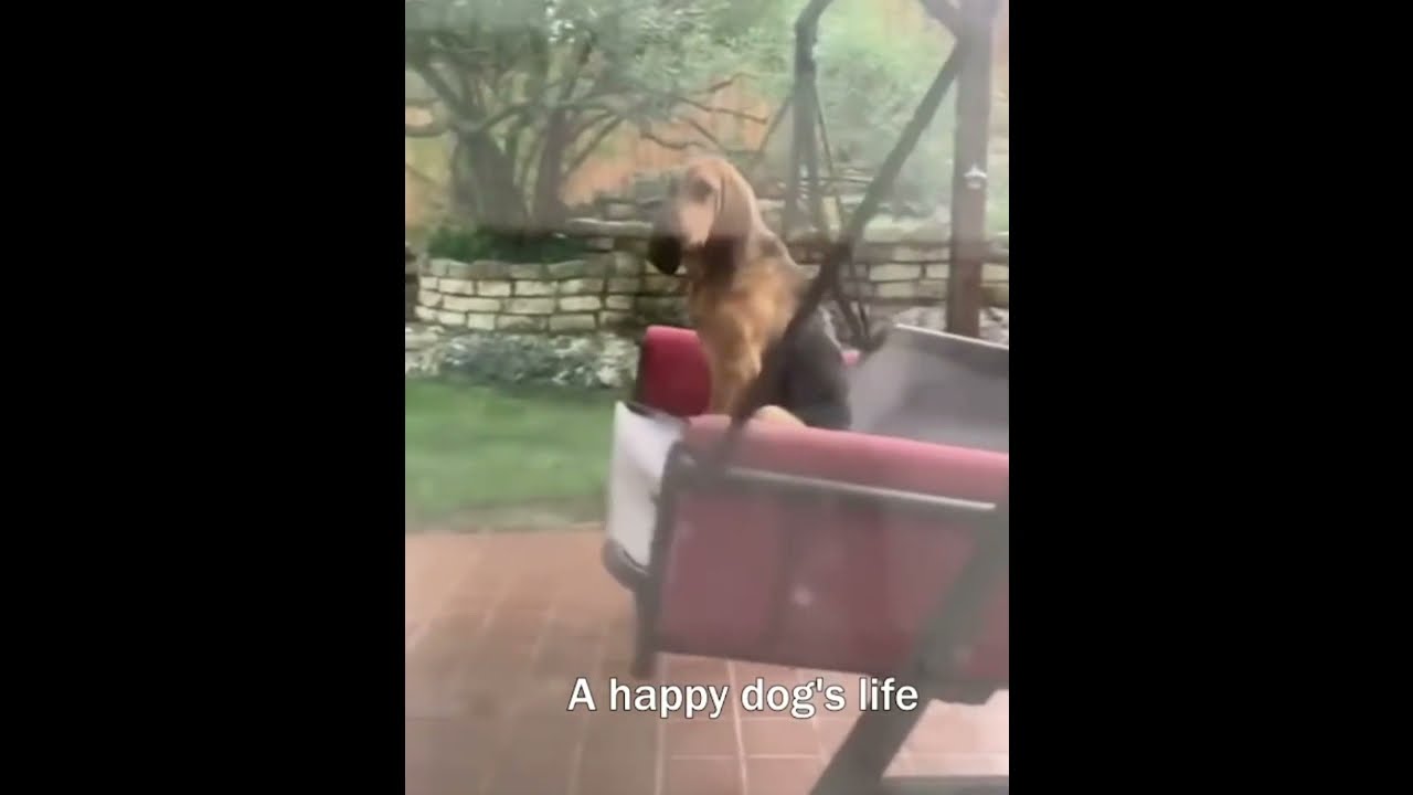 FUNNIEST DOGS of 2022   FUNNY DOG Videos #shotts #dogtraining #dog #dogs