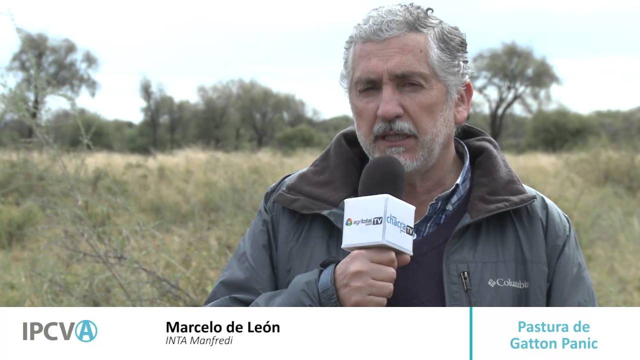 Marcelo De León (Pastura de Gatton panic)
