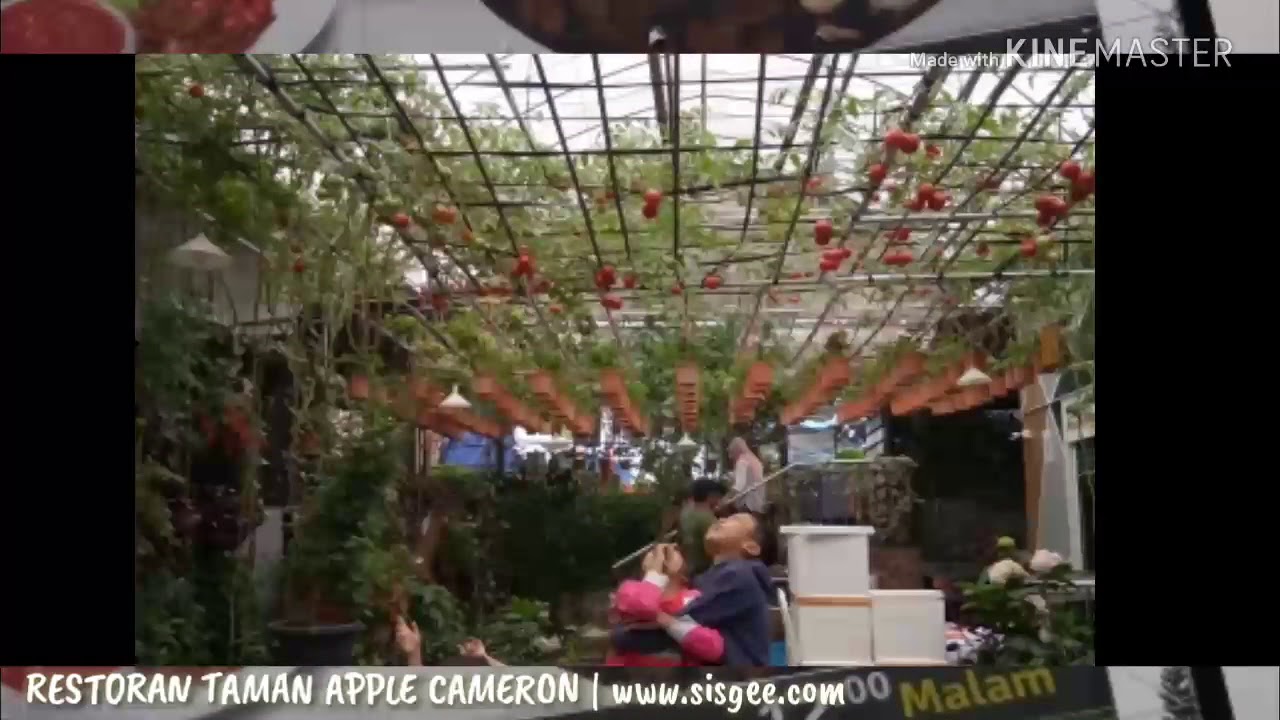LUNCH DI RESTORAN TAMAN APPLE CAMERON