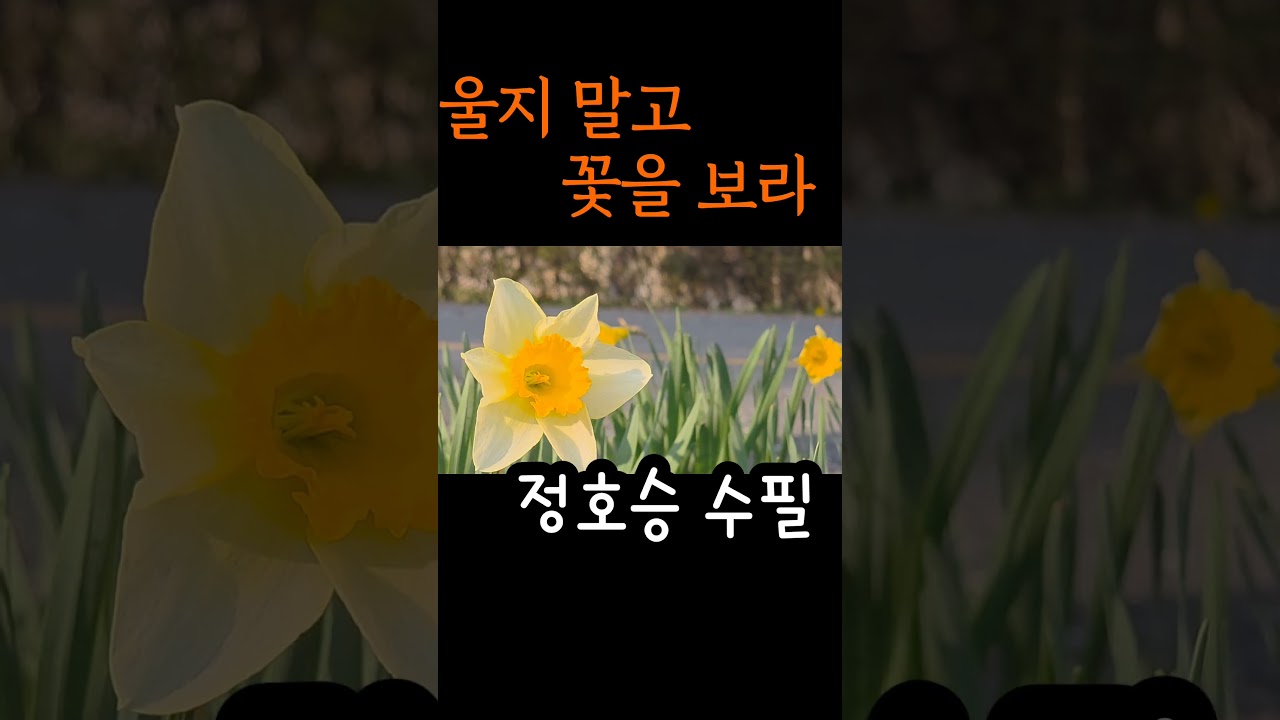 정호승수필 울지 말고 꽃을 보라 #정호승#좋은글 #책#책읽어주는여자#낭독#오디오북#책읽는라디오s