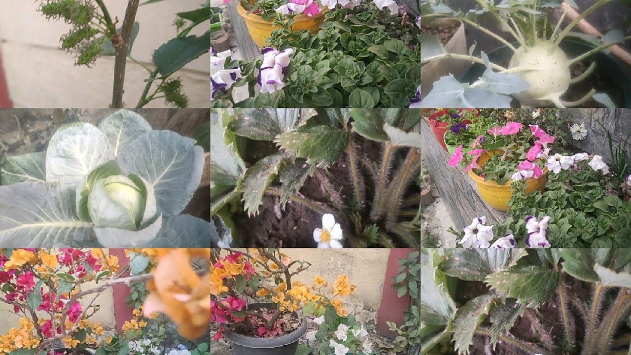 #gardening //Eigi Hinggon Yengminashi🌱🌺🌹❤😊//Gamla Garden @BinoyaDevi-u5x 🤗🙏23 February 2026