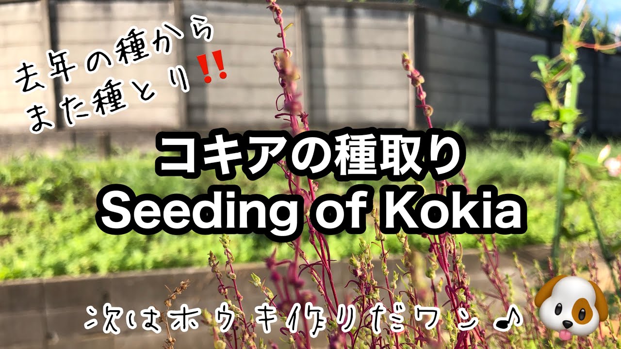 【コキア】種取り・塾＆線路沿いの花壇のようす 2021年11月中旬