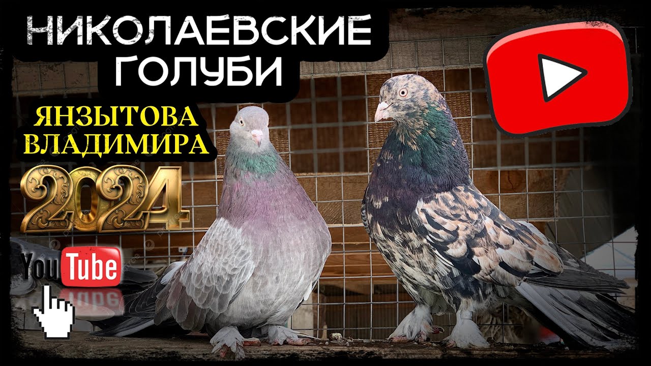 Николаевские голуби Владимира Янзытова с.Сергиевск Самарская обл. тел 8 (929) 703-99-21 ( часть 1)
