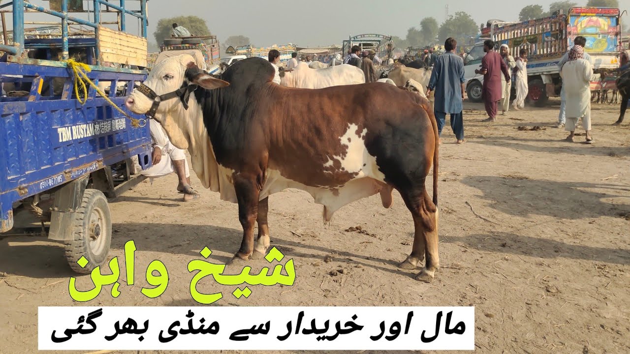 Sheikhwan Mandi Mall Or Kharidar Dono Mandi Ma | @MandiBoy8080 | Zeeshan Khan 