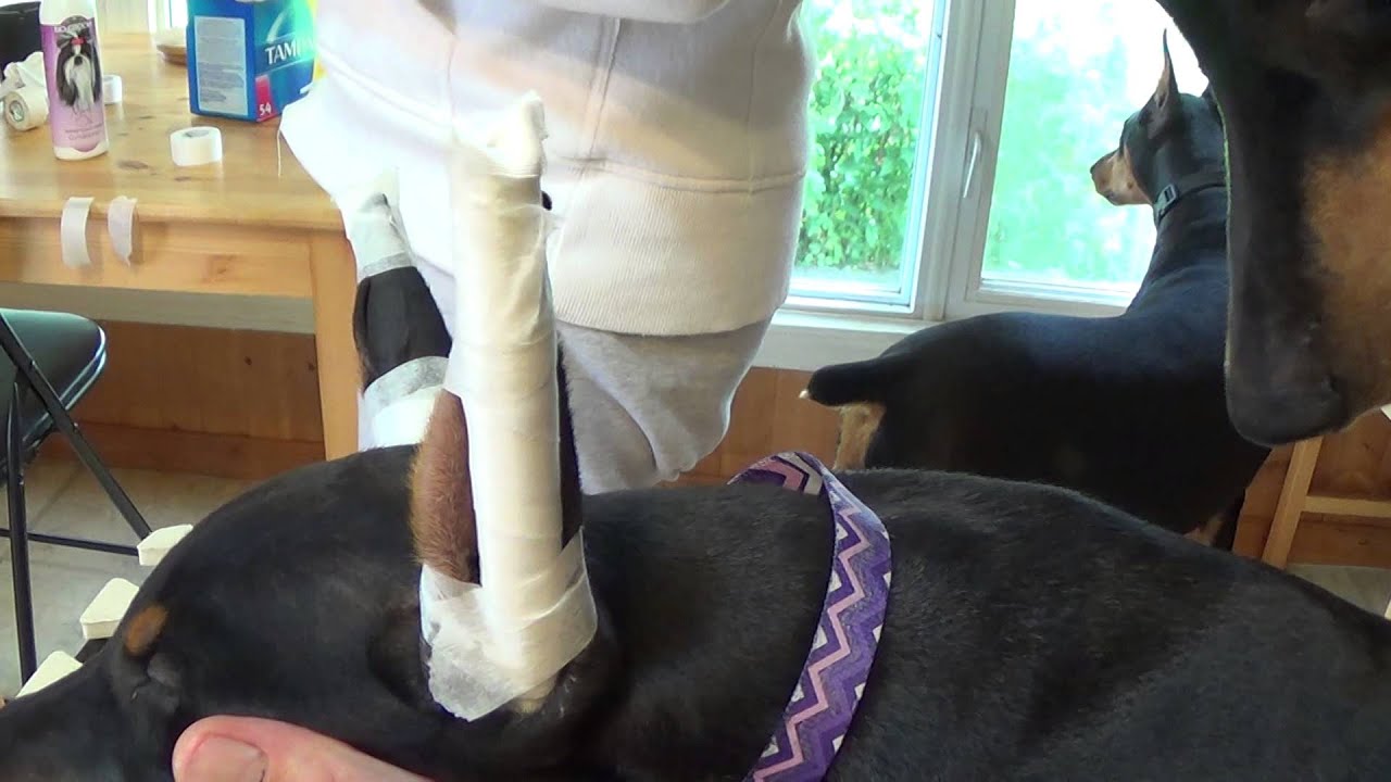 Litter G 11wk old puppy getting ears posted for first time.