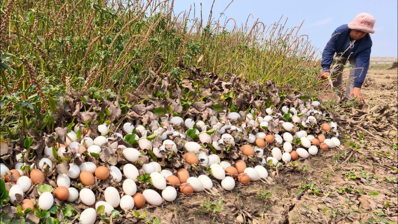 Harvest a lot of egg under grass at field by hand a young girl