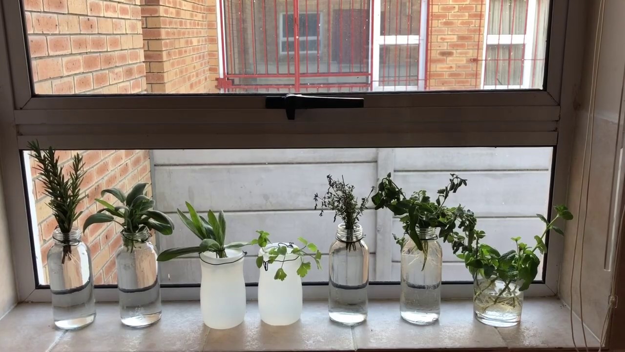 Growing herbs from supermarket at home: Start growing herb cuttings indoors [rooting herbs fast]