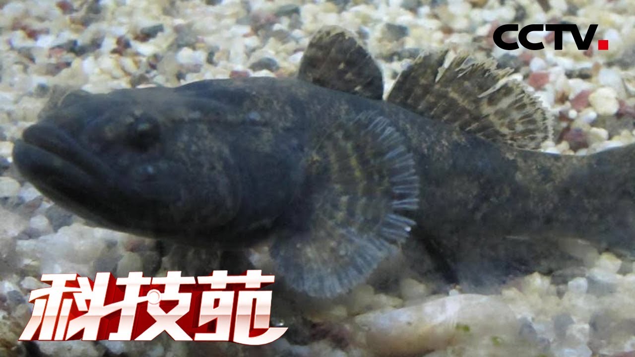 《科技苑》爱钻泥 搭伴养 懒鱼变“宝鱼” 20190515 | CCTV农业