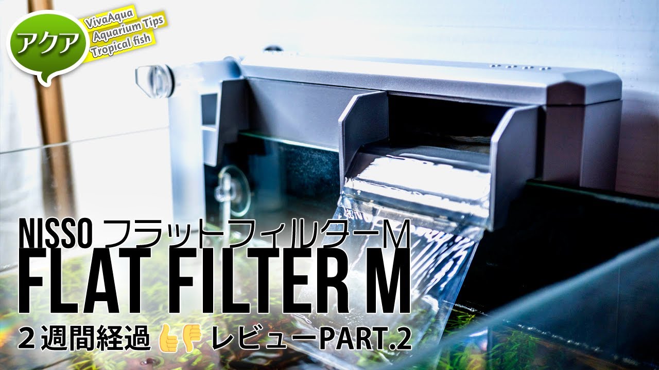 超薄型ニッソーフラットフィルターMの２週間経過レビュー #アクアリウム #外掛けフィルター 【ビバアクア】
