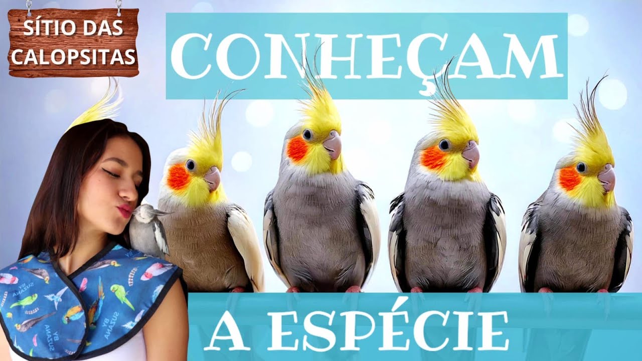 TUDO SOBRE CALOPSITA! O QUE PRECISA SABER!?