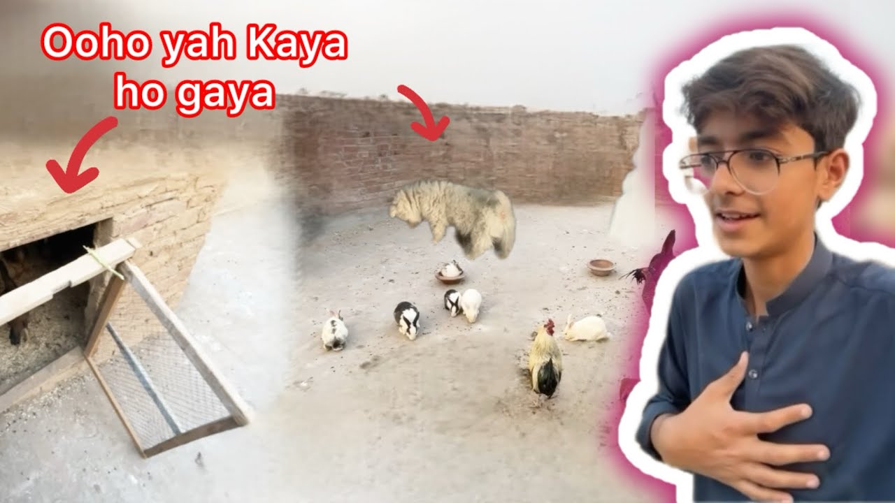 Cage ka drvaza🚪 toot gaya 😰😔/#fortou#desi #funny #vlog #village #cute #nice#rabbit