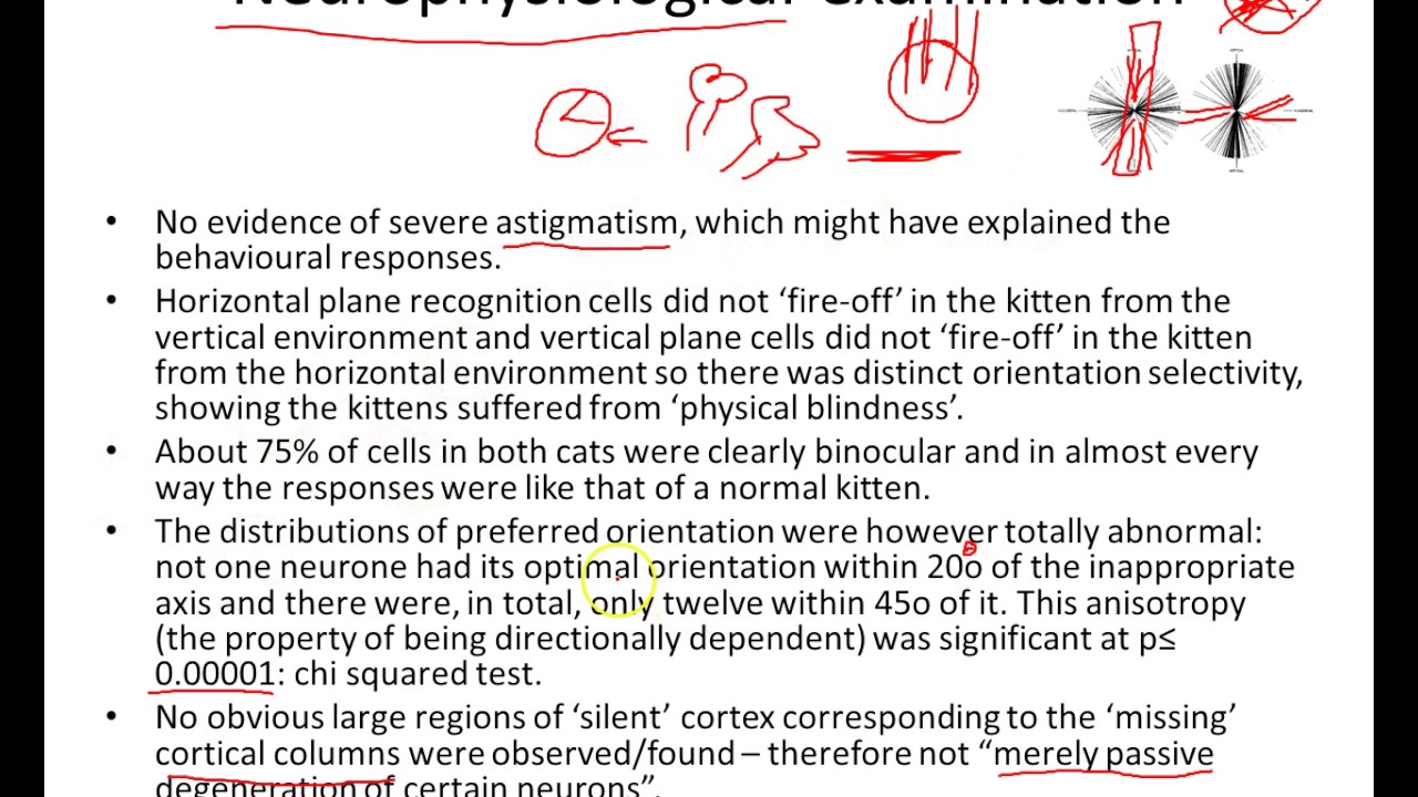 Blakemore and Cooper OCR PSychology part 2 of 2