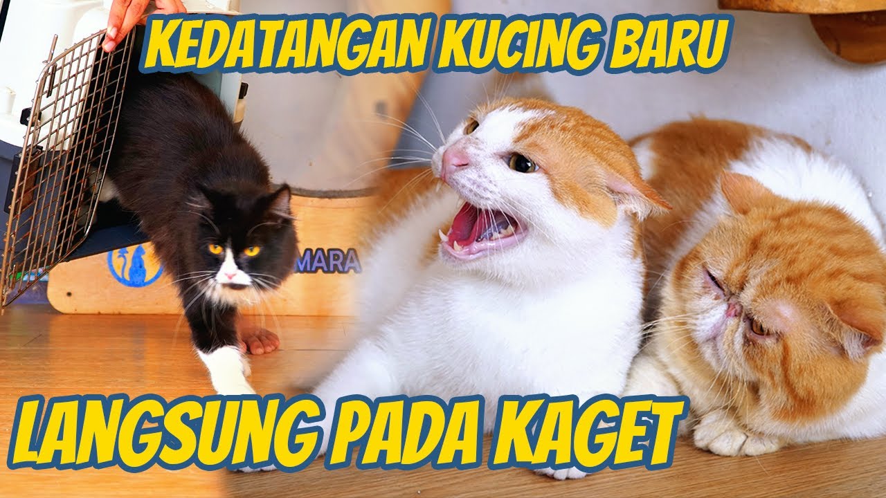 KUCING KUCING PADA HEBOH SAAT KEDATANGAN KUCING BARU