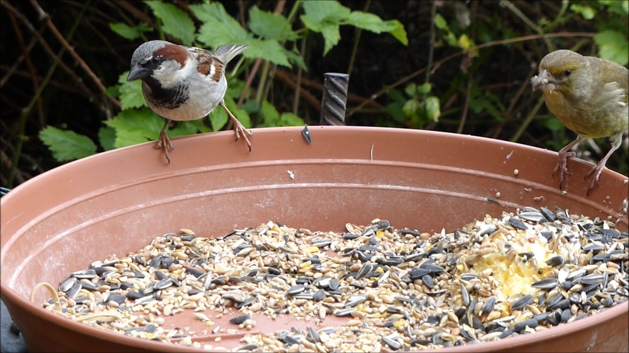 MERLES ET AUTRES OISEAUX (2) 2019  BLACKBIRDS AND OTHER BIRDS (Somme, France)