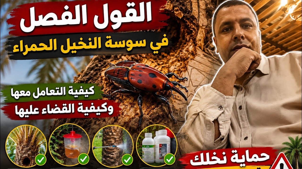 القول الفصل في سوسة النخيل الحمراء كيفية التعامل معاها وكيفية القضاء عليها