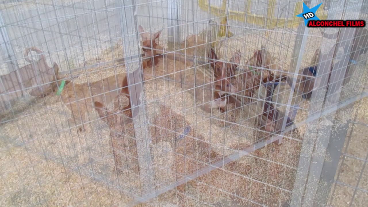 2ª TRABAJO DE CAMPO DE PODENCO Y MANETO ANDALUZ BENALUP CASAS VIEJAS 2 019