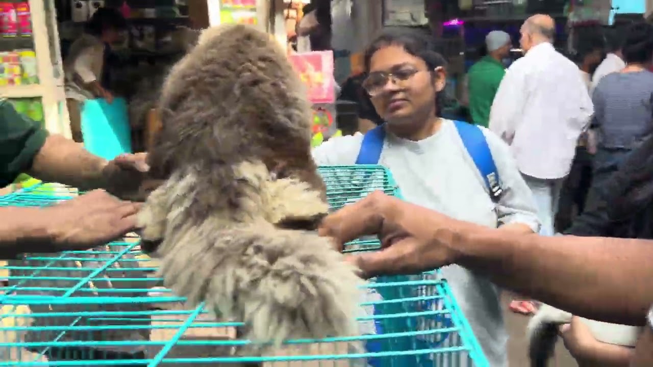 Mumbai Crawford pet market CSMT Maharashtra #viralvideo #vlogger 