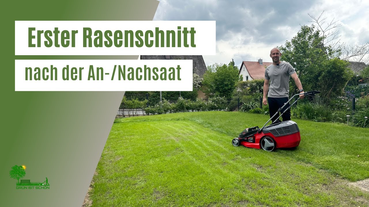 Erster Rasenschnitt nach der Ansaat oder Nachsaat 🌱 | Wann muss ich mähen | Rasen regelmäßig düngen