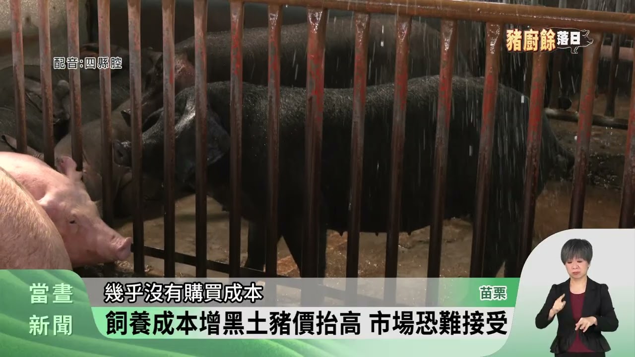 全面禁止廚餘養豬 苗栗民眾憂飼料豬口感變【客家新聞20260129】