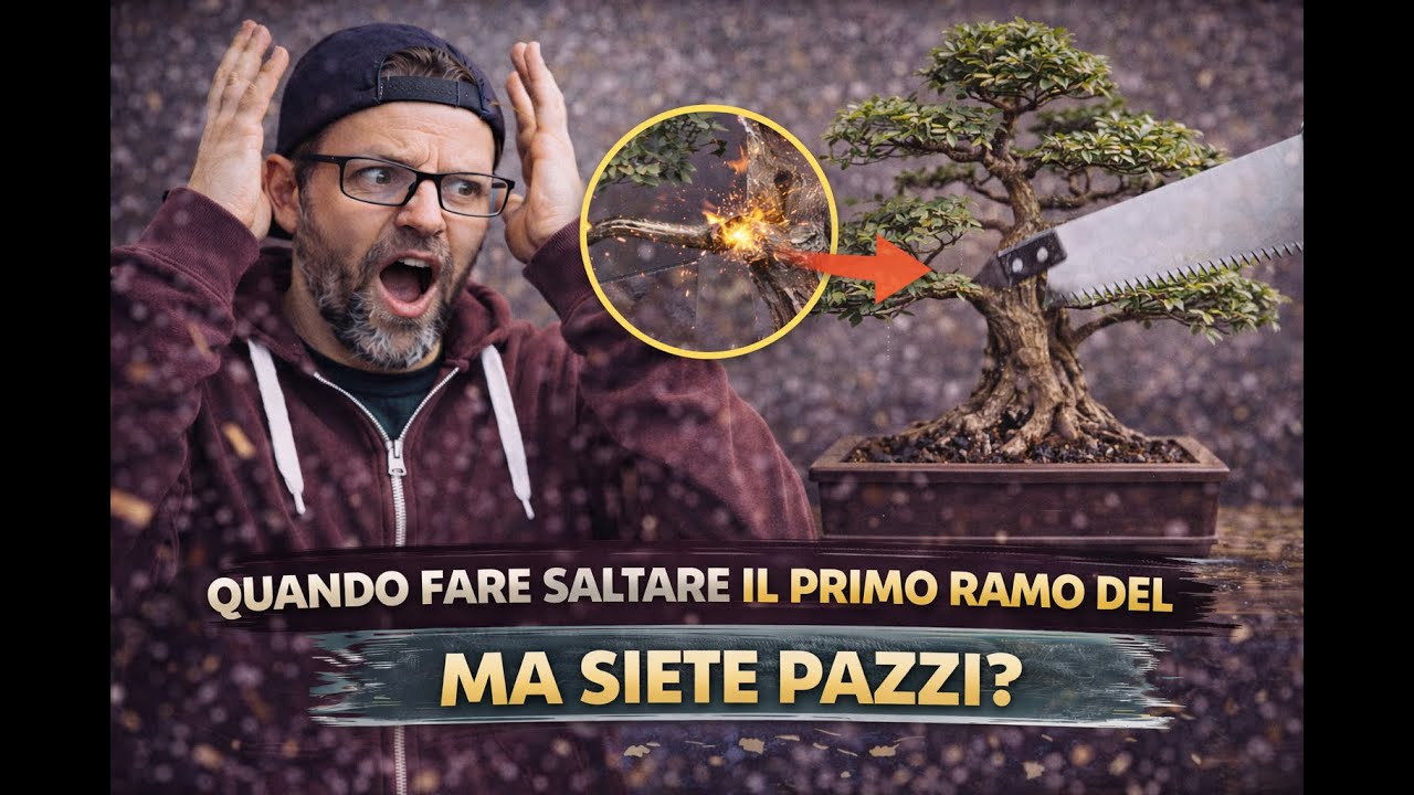 QUANDO FARE SALTARE IL PRIMO RAMO DEL BONSAI. Ma siete pazzi?
