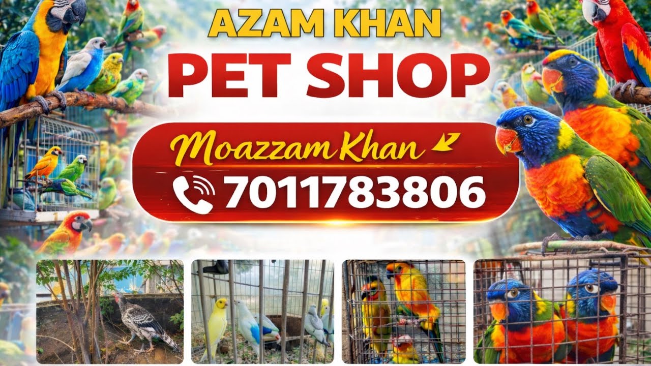 Azam Khan Pet Shop 🐦 | Beautiful Birds Available | Delhi Birds Market 🦜.