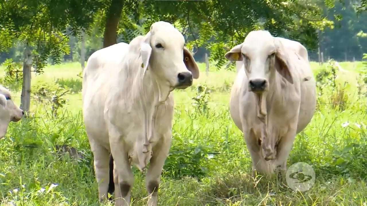 Botón de oro, un forraje que ayuda a contrarrestar los efectos de las sequías - La Finca de Hoy