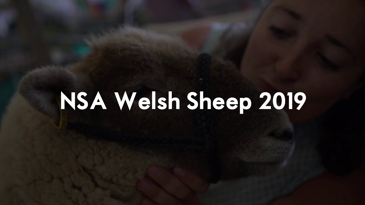 NSA Welsh Sheep 2019 promotional video ENGLISH