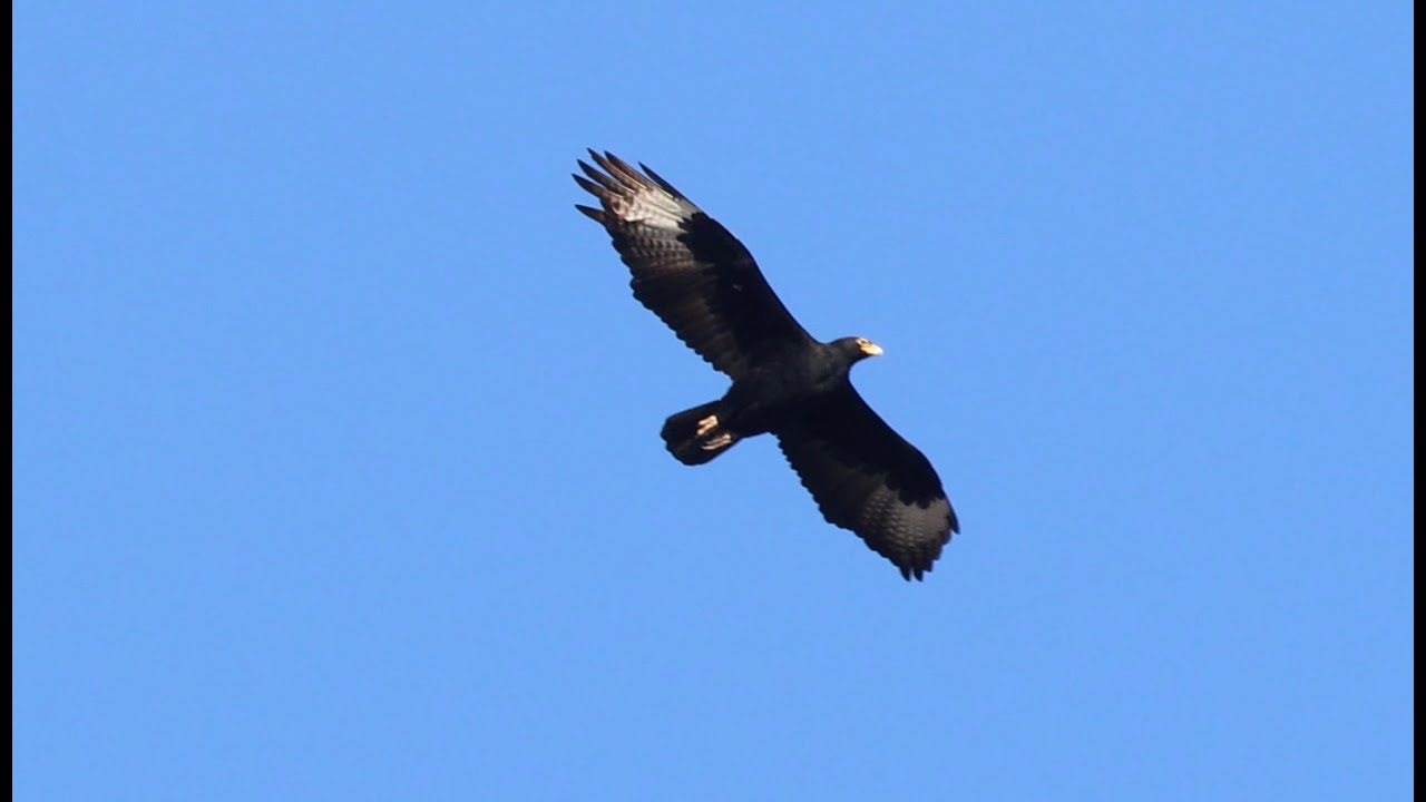 Oman birding trip part 6