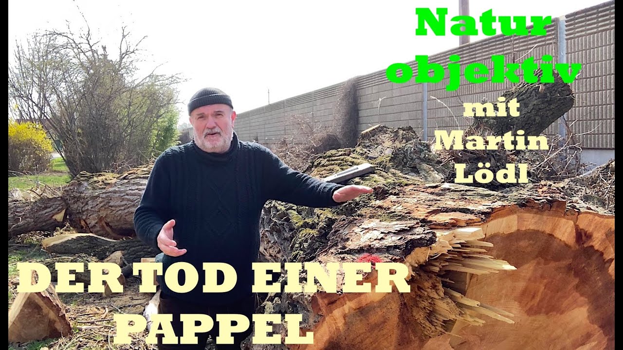 Der Tod einer Pappel