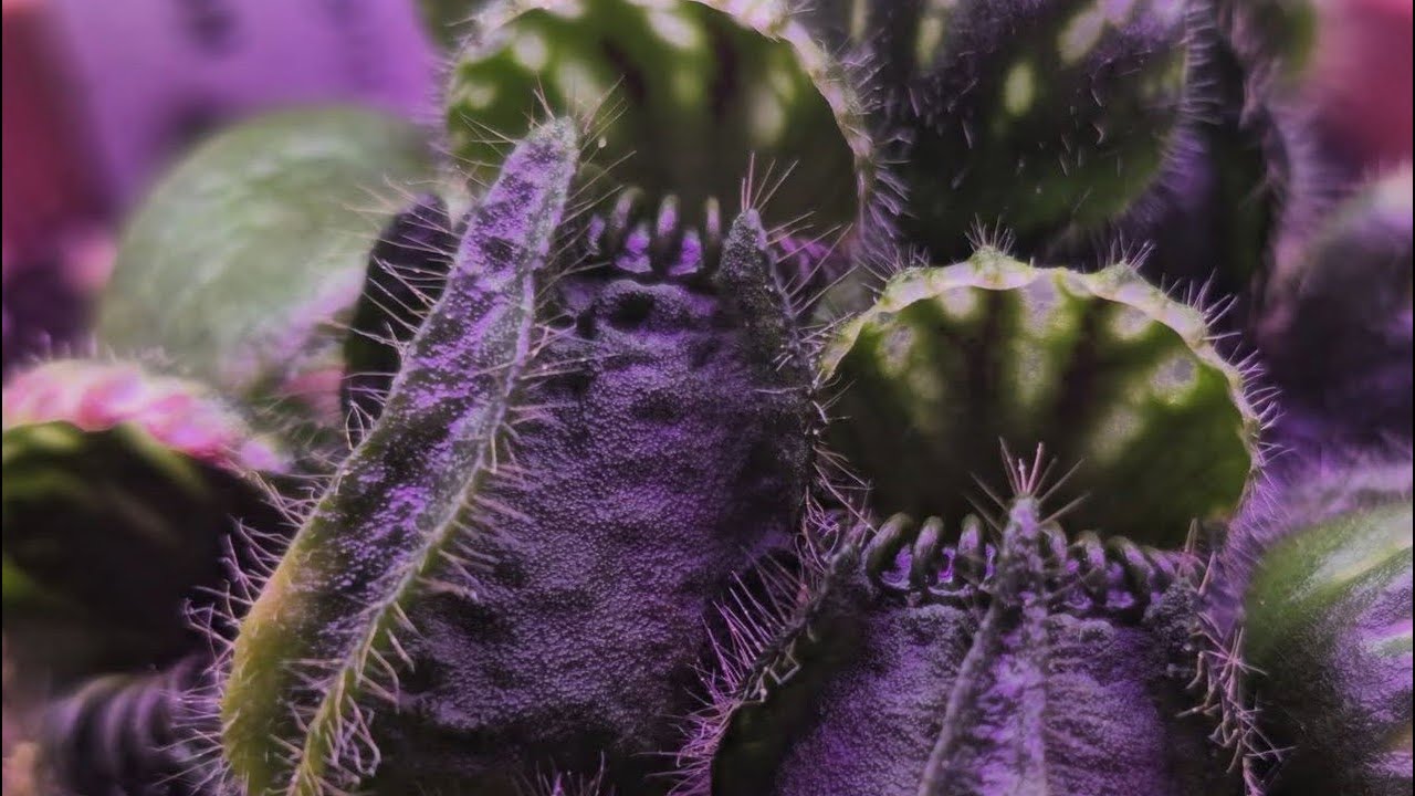 Cephalotus Follicularis care through yapping