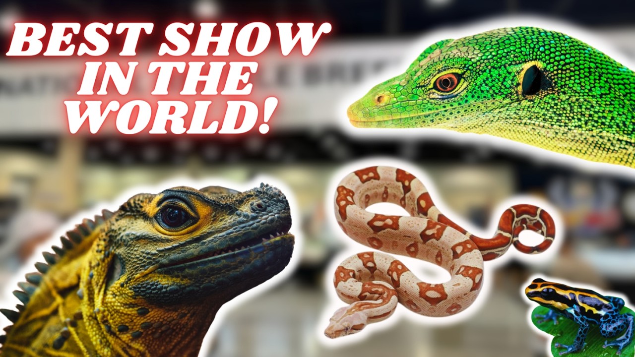 Daytona National Reptile Breeders Expo 2024!
