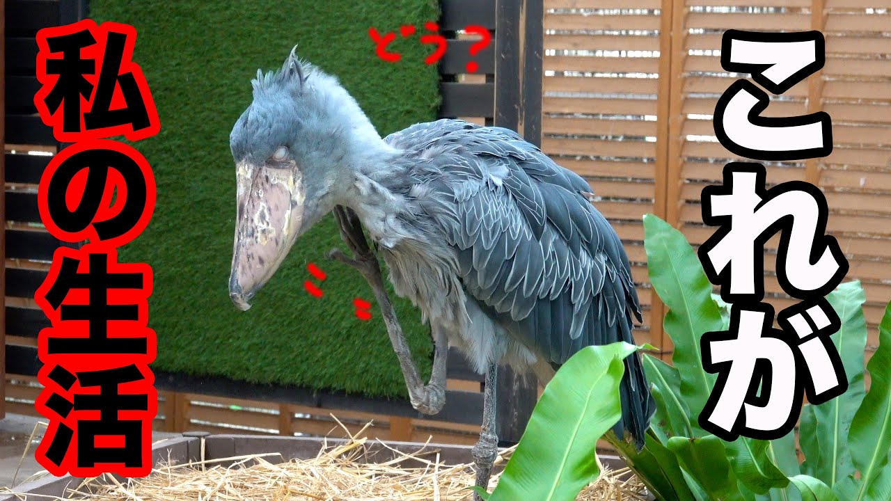 ハシビロコウふたばちゃんの生活のひとコマ!【冬のふたば2025-2026-10】Futaba, Shoebill  winter 2025-2026-10　掛川花鳥園