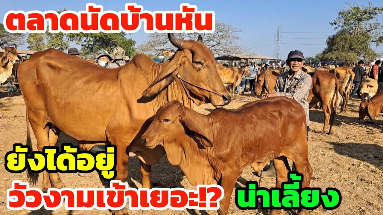 ตลาดนัดบ้านหัน วัวอย่างเยอะ  วัวงามน่าเลี้ยง นัดวันนี้ของดีเพียบ