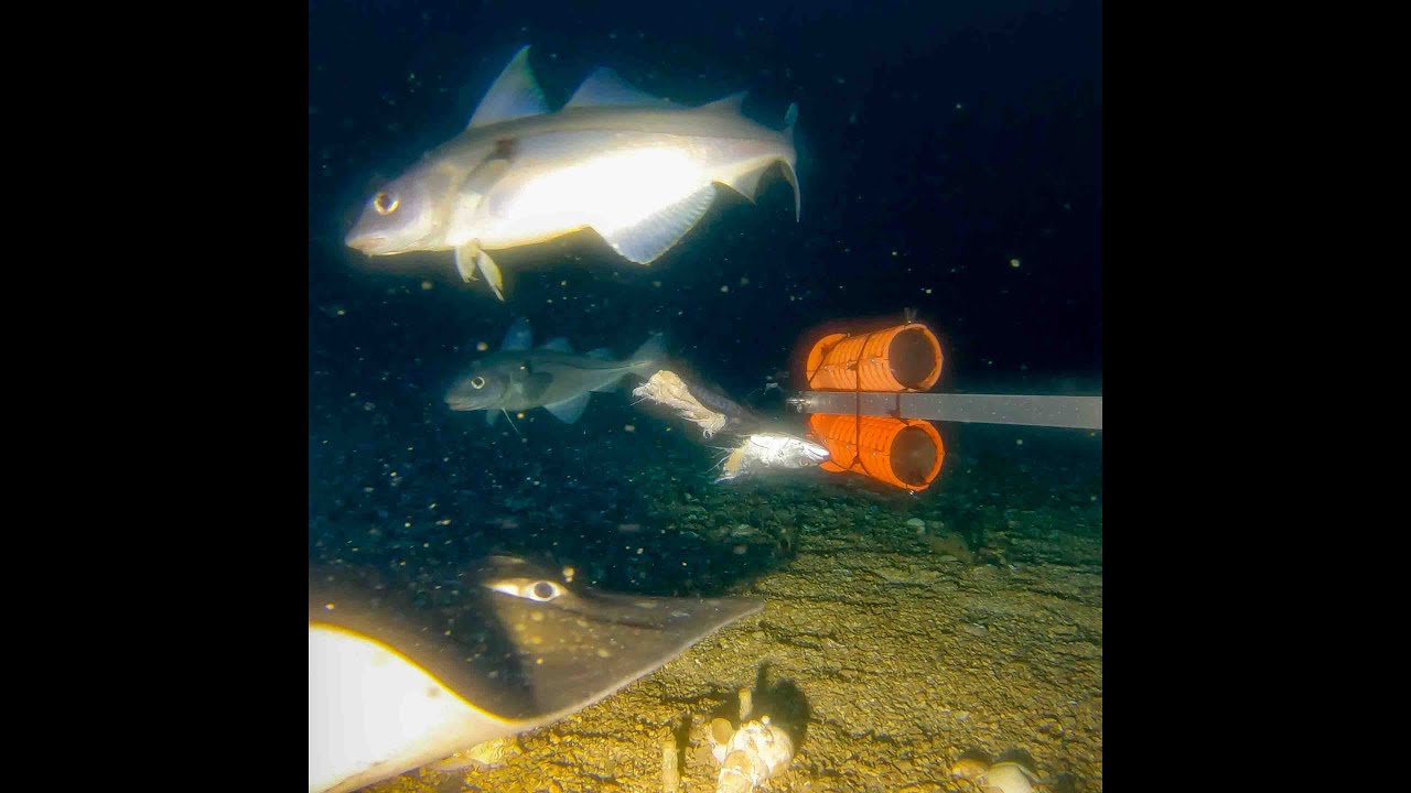 Jumbo Haddocks, Cod and a Skate at 80 metres!