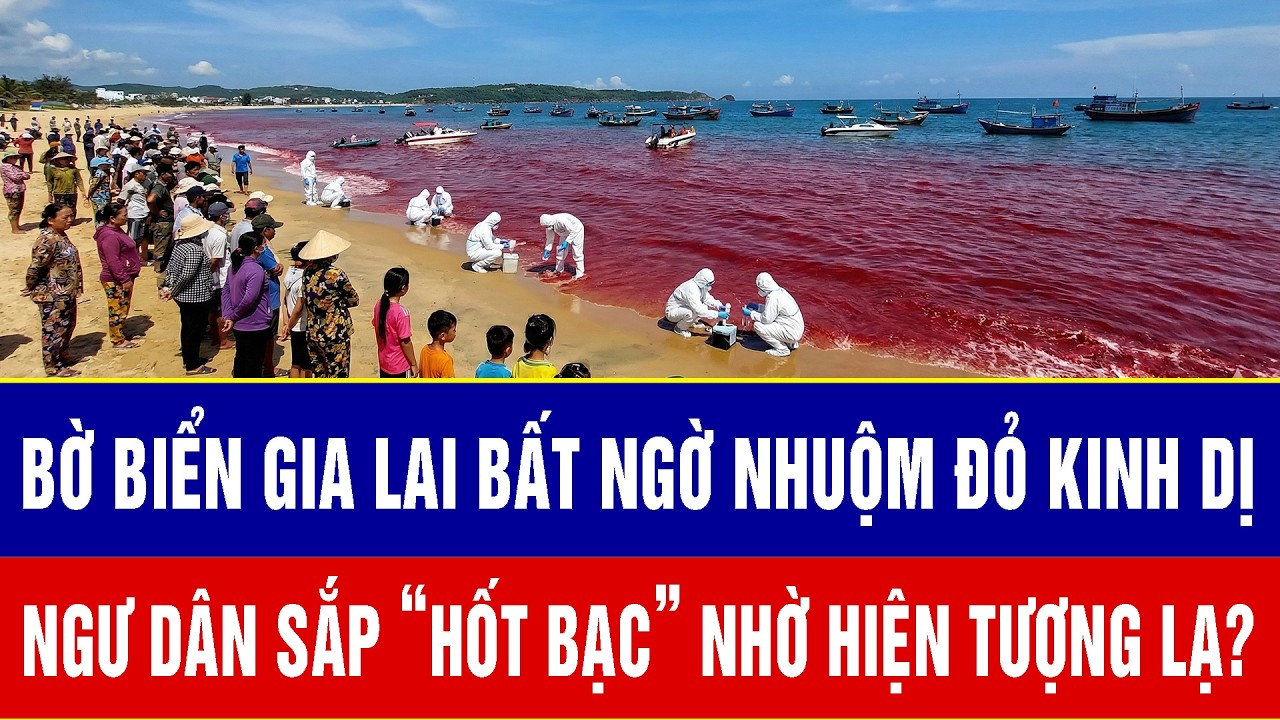 Bờ biển Gia Lai bất ngờ nhuộm đỏ kinh dị, ngư dân có sắp “hốt bạc” nhờ hiện tượng lạ?