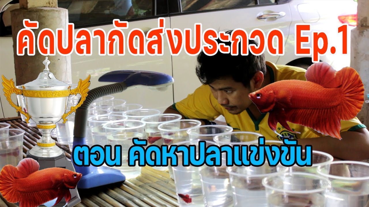 คัดปลากัดเตรียมส่งประกวด Ep.1 ตอนคัดหาปลานักแข่ง
