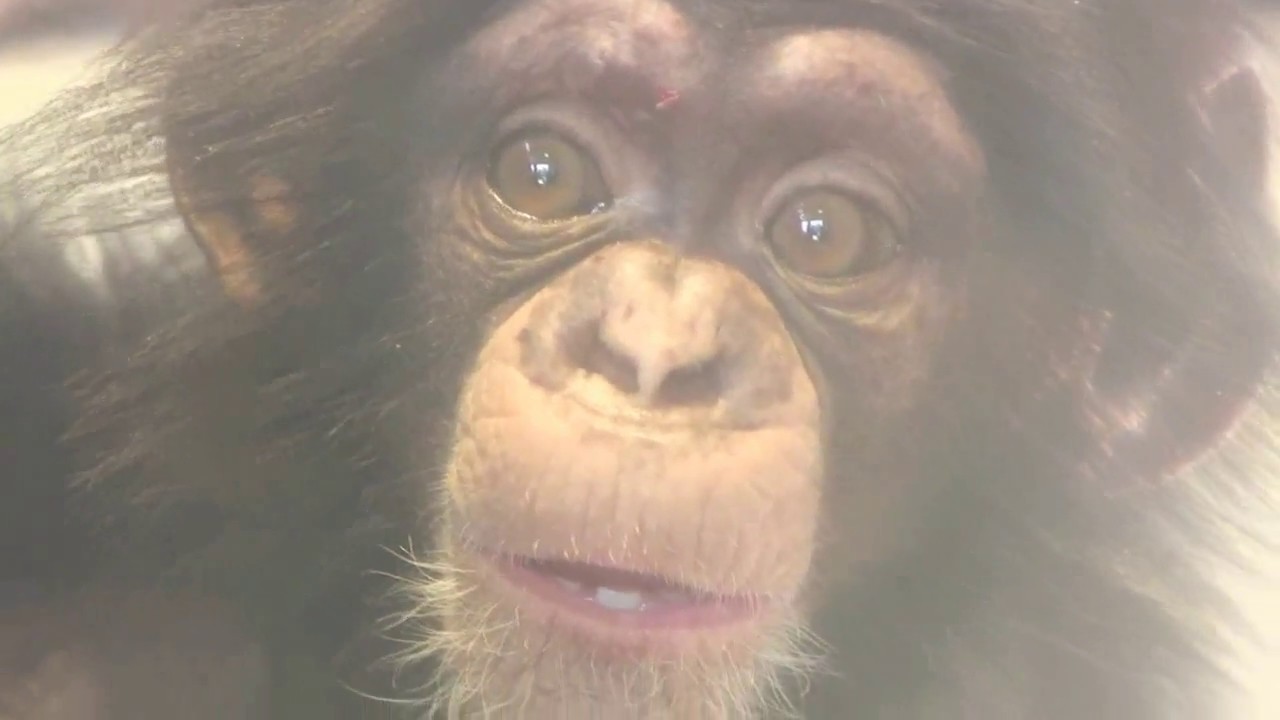 東山チンパンジー 双子の赤ちゃん 37  Chimpanzee twin baby