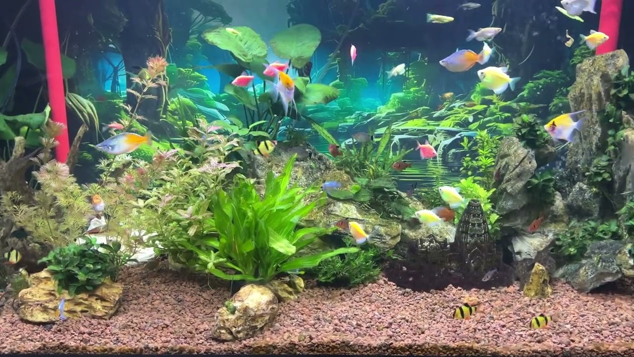 Aquarium Life in 4K | Peaceful Underwater World at Home