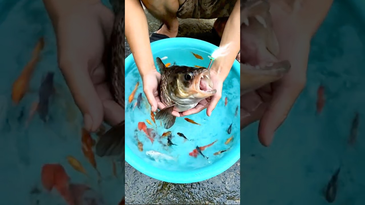Beautiful Pet Fish Suddenly Turn Into Scary Monster Fish! #viralvideo #shorts