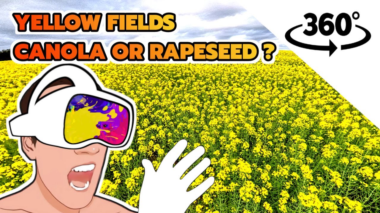 🌻 Yellow Fields of Canola Rapeseeds Flowers | 🥽 360 Video Experience 4K