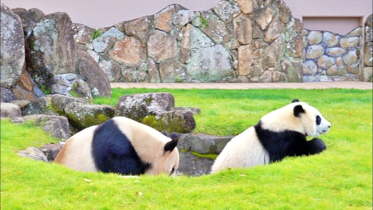 Panda parent and child chasing each other