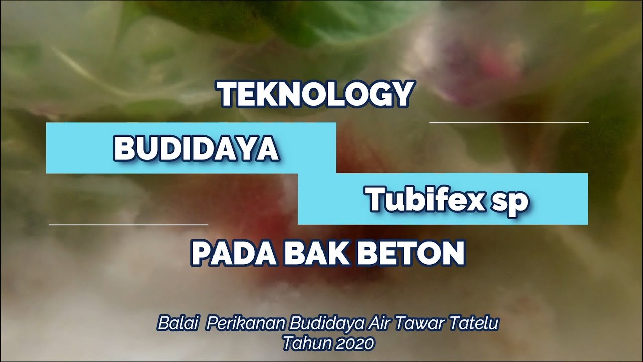 Budidaya Cacing Sutra ( Tubifex sp ) Pada Bak Beton - BPBAT Tatelu