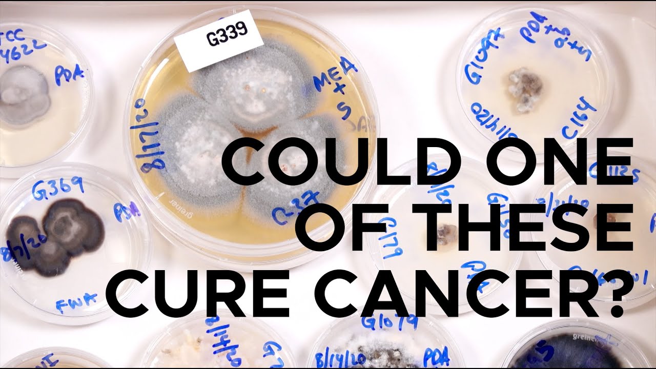 Fungus and medicine | Sci NC