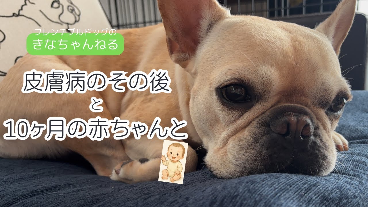 フレンチブルドッグ皮膚炎経過記録｜10ヶ月ベビーと日常