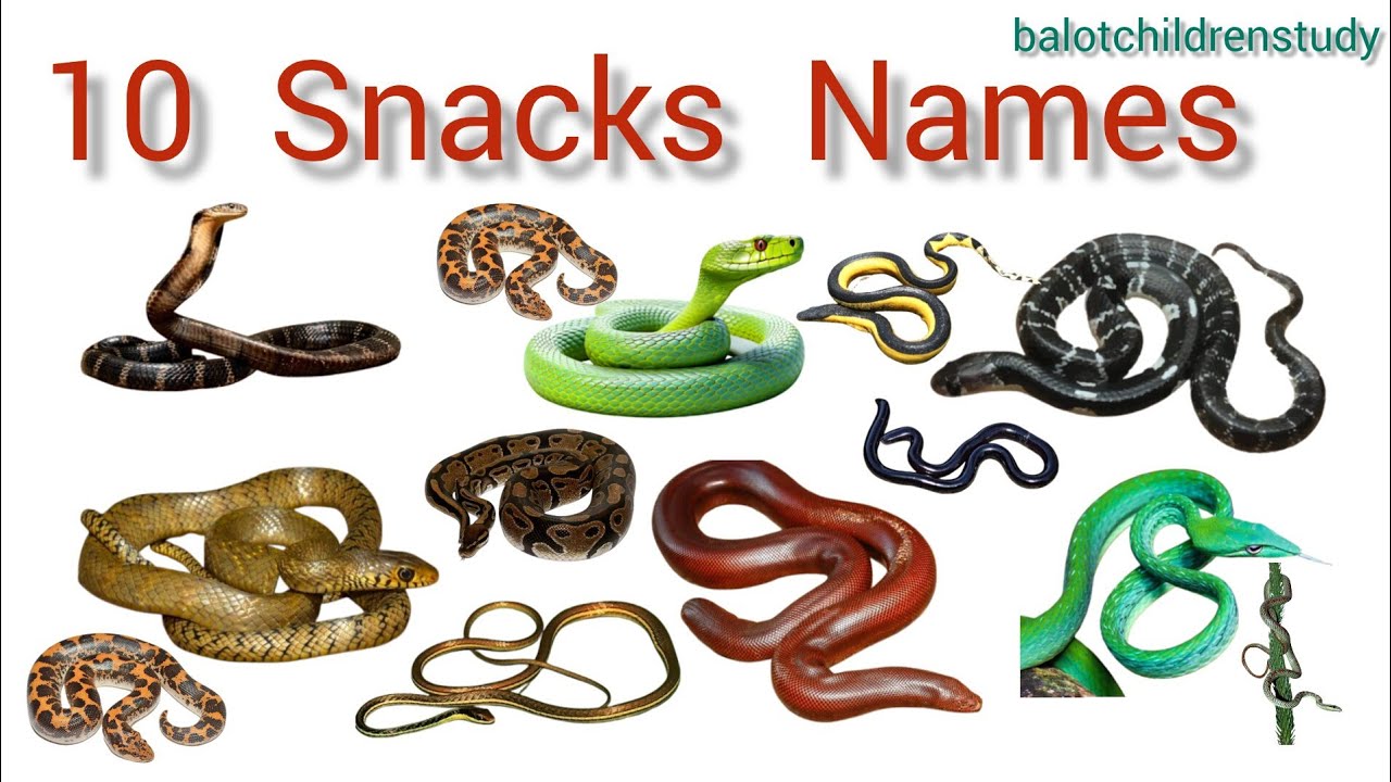 Indian 10 Type snake species name for kids learning English & hindi video snake names for kids learn