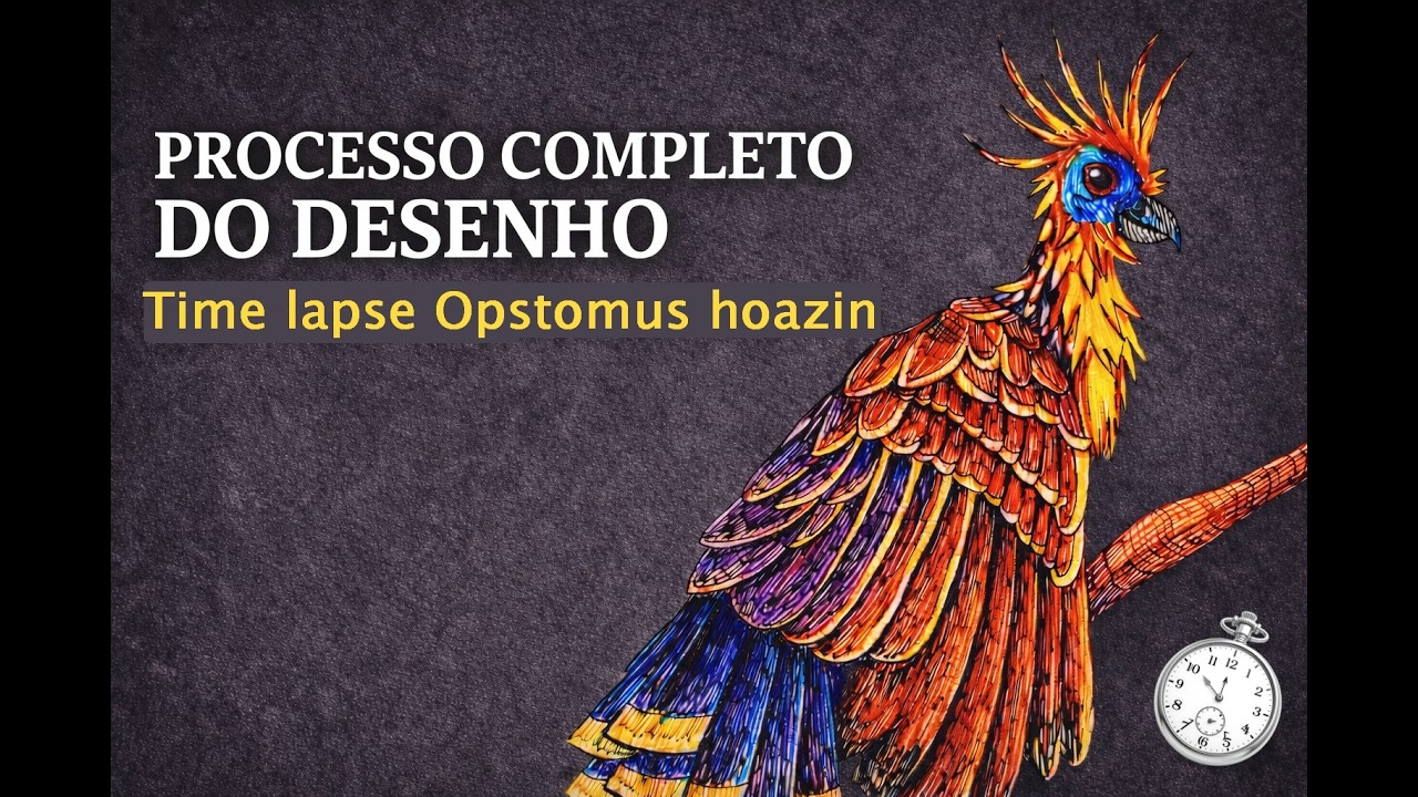 Desenhando um Opisthocomus hoazin